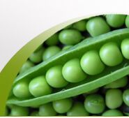 IQF Green Peas