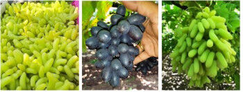 Natural fresh grapes, for Food Medicine, Human Consumption, Certification : GFS Certified