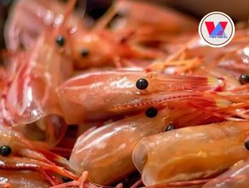 High Quality Shrimp Shell From Viet Nam