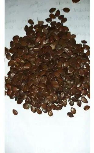 subabul seeds