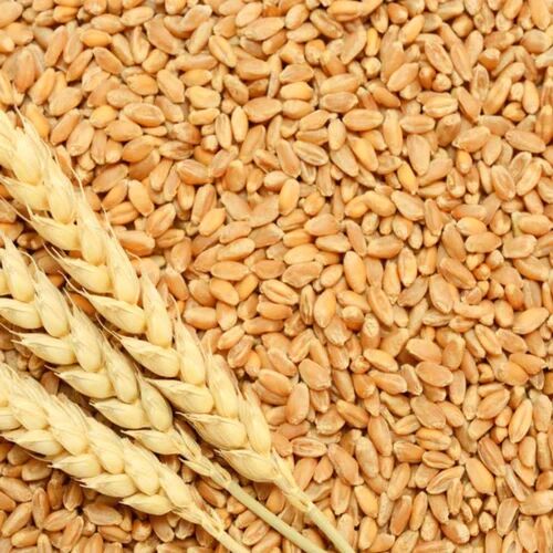 Dry Wheat