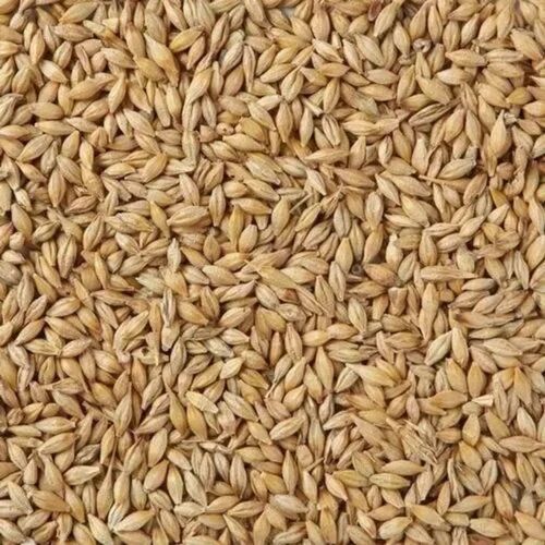 Brown Organic Barley Seeds, Packaging Type : Loose