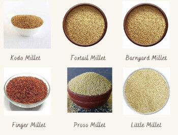 Millet, For Cooking, Snacks Use, Shelf Life : 2 Yrs