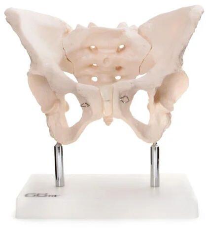 PVC Adult Female Pelvis