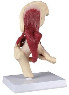 PVC Life Size Hip Joint