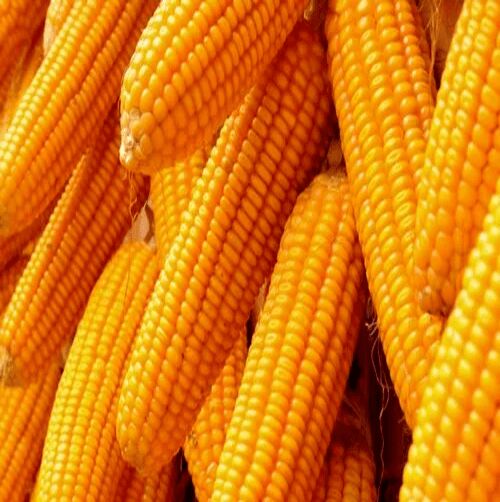 Organic maize, Style : Fresh
