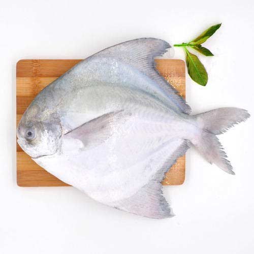 Frozen Pomfret Fish, Packaging Type : Thermocol Box