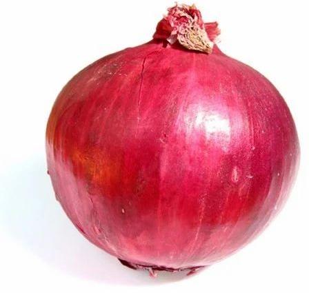 Fresh Organic Onion, for Food, Packaging Type : Net Bag
