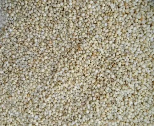 1836 Browntop Millet Seeds