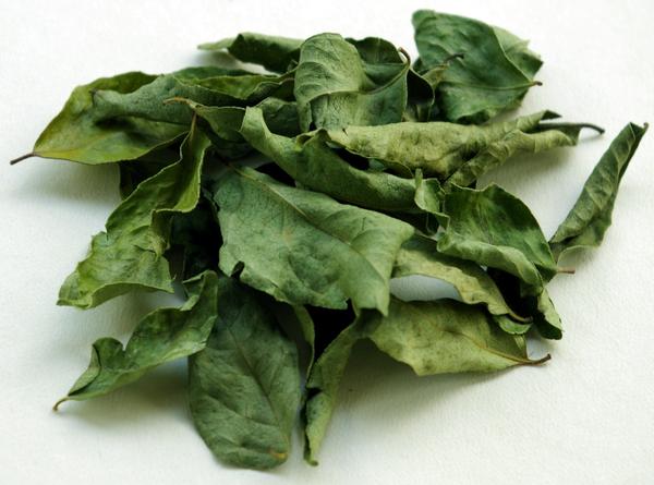 Green Natural 1836 Curry Leaves, for Cooking