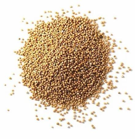 1836 Mustard Seeds