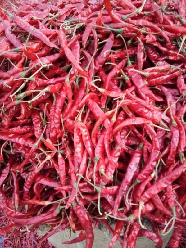 Raw Natural dry red chili, Shelf Life : 12 Months