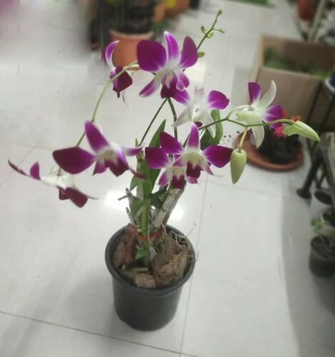 Dendrobium Orchid Plant, for Home Decoration