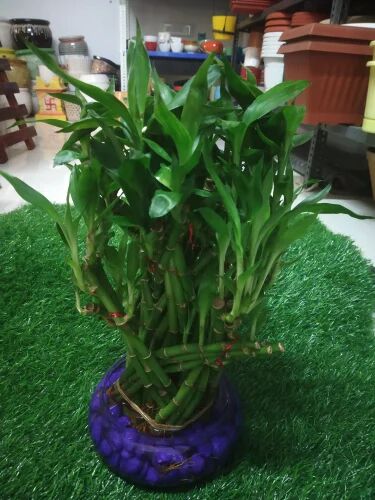 Dragon Lucky Bamboo Plant, Color : Green