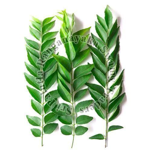 Raw Natural green curry leaves, for Cosmetics, Food Medicine, Cooking, Packaging Type : Plastic Bag