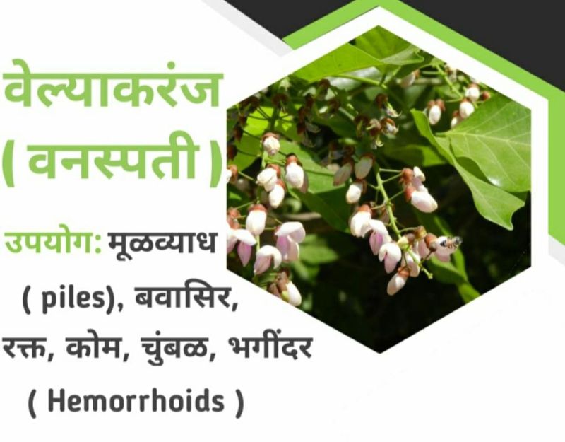 Velyakaranj piles medicine powder at Rs 600 / 150 gms in Nashik