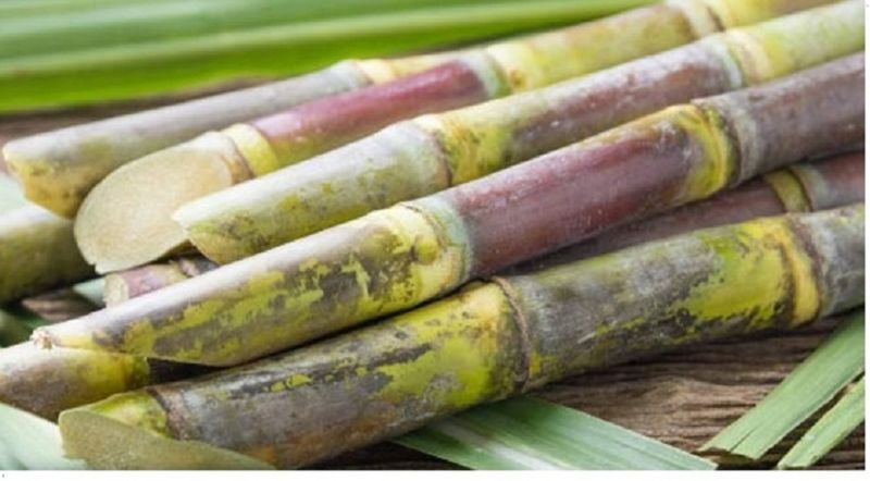 Natural Sugarcane, Size : 5-10ft