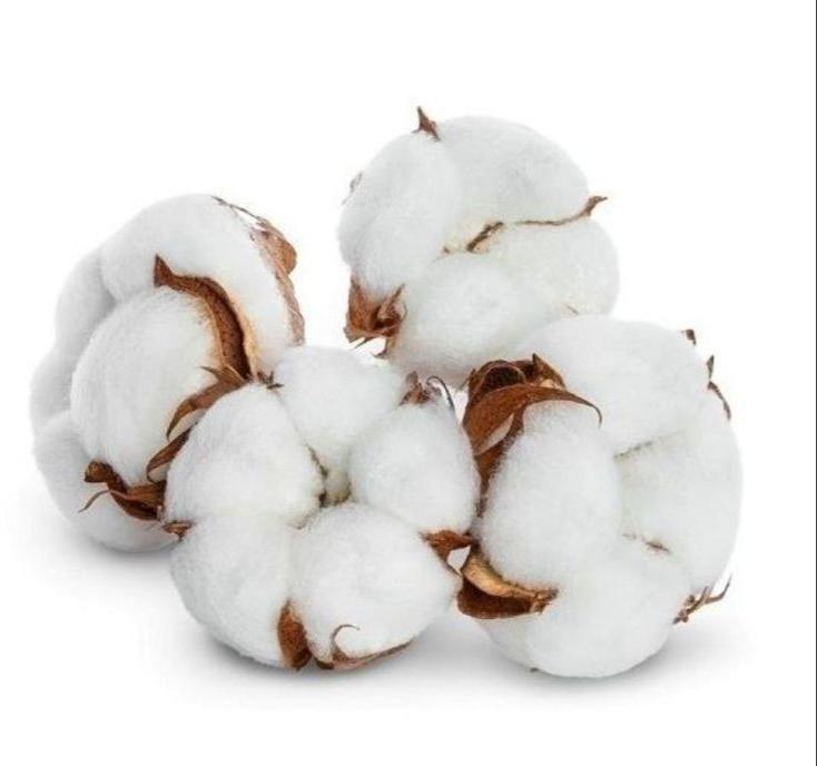 Plain White Kapas Cotton, for Textile Industry, Feature : Premium Quality, Reliable, Shrink Resistance