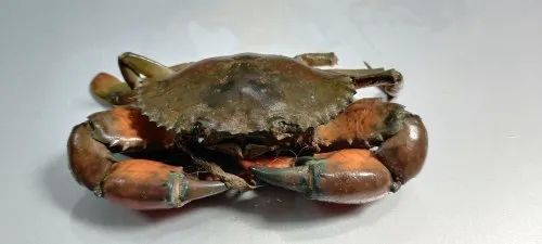 Green Fresh Mud Crab, for Restaurant, Packaging Type : Box