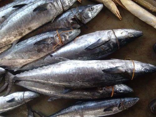 Fresh Surmai Fish, for Food, Human Consumption, Making Medicine, Packaging Type : Bag