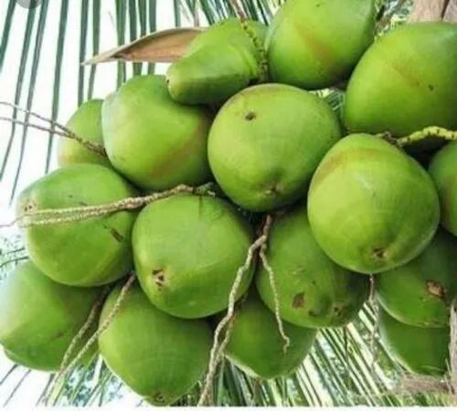 Green Tender Coconut