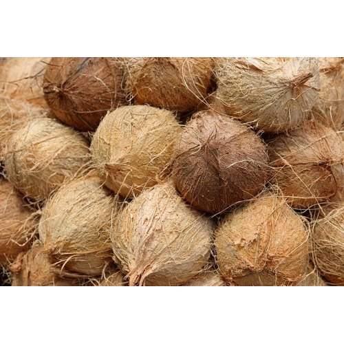 Fully Husked Hard Natural Raw Coconut, for Pooja, Medicines, Cosmetics, Cooking, Packaging Type : Gunny Bags