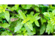 Green Fresh Organic Tulsi Leaves, for Medicinal