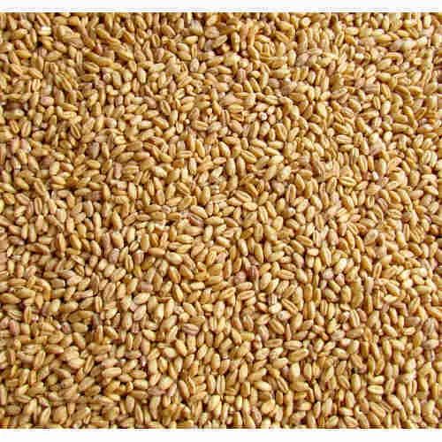 Lok 1 Wheat Seeds, Purity : 99%