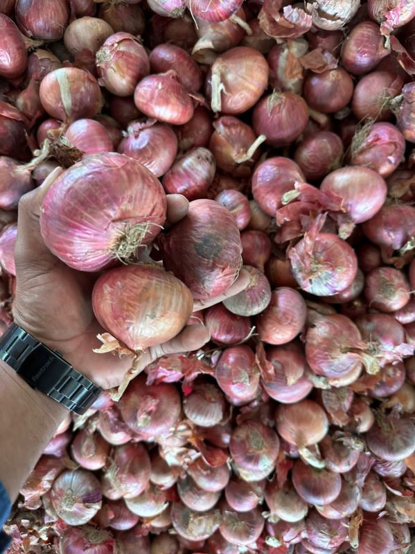 Red onion, for Food, Packaging Size : 50kg