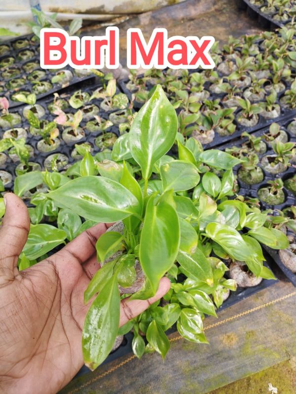 Green Organic Burle Marx Plants, for Plantation