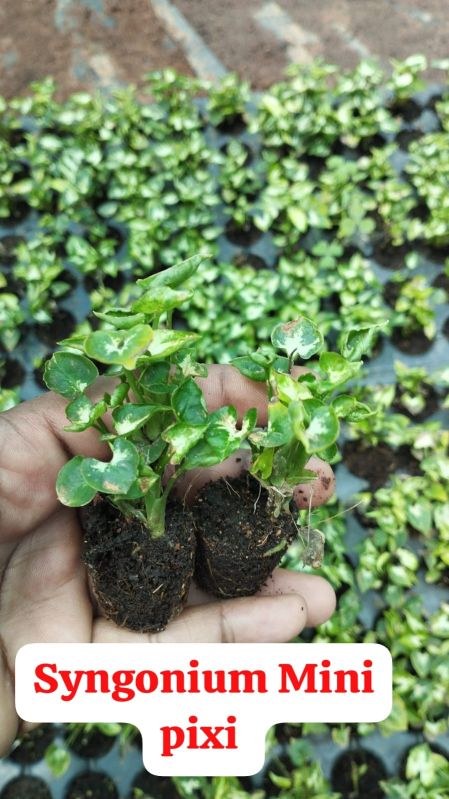 Green Syngonium Plants, for Plantation