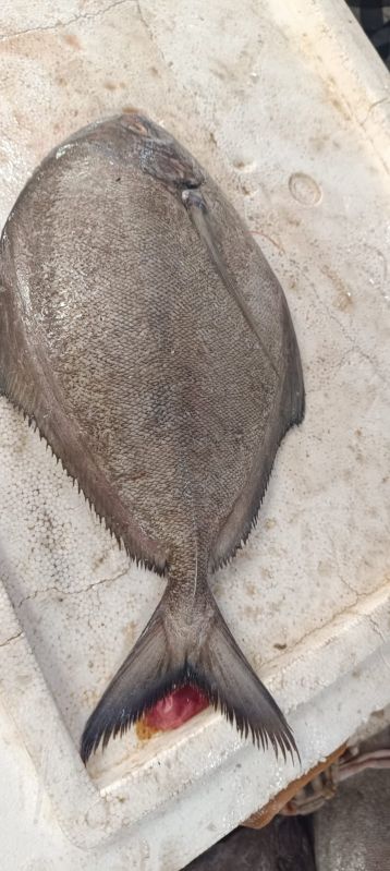 Black Pomfret Fish, For Cooking, Mess, Restaurant Food, Style : Fresh