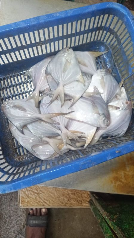 Pomfret fish, for Cooking, Style : Fresh