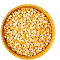 Yellow to orange Dry 14% Mosture Maize Seeds, for Cattlefeed food