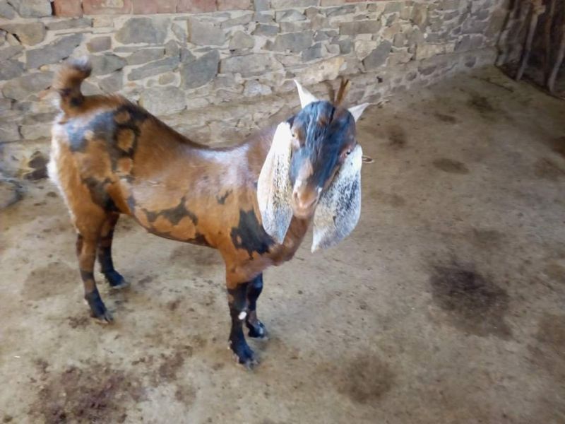 10-25 Kg Male Sirohi Goat, Speciality : Stall Feed, Pure Quality