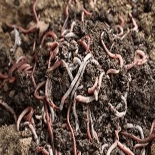 Organic vermicompost, for Agriculture