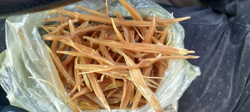 Yellow Shatavari Roots for Food Grade Powder