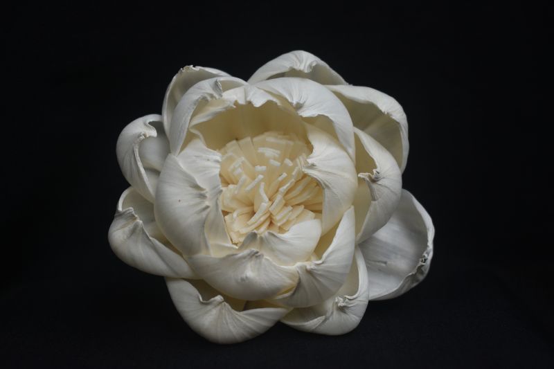 White Sola Flower, For Home Decoration, Occasion : Christmas, Festive, Wedding