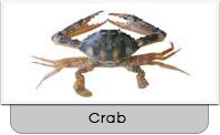 Cross Crab