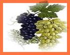 Grape Seed Oil