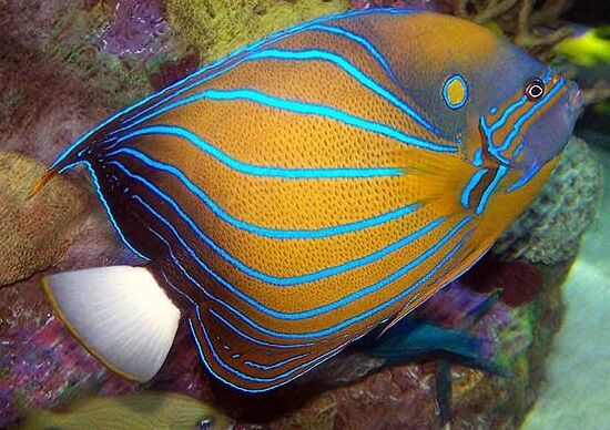 Blue-Ringed Angelfish