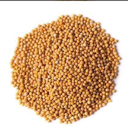 SUKH mustard seeds, for Cooking, Grade Standard : Food Grade