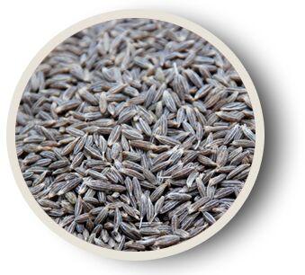 Cumin seeds, Packaging Type : 25-50 Kgs. Jute/PP Bags