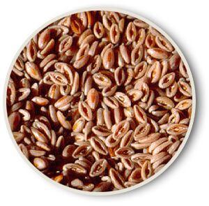 Psyllium Seeds