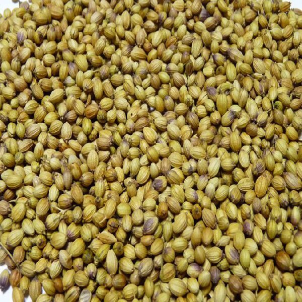 Double Parrot Coriander Seed, Purity : 99.90% Max.