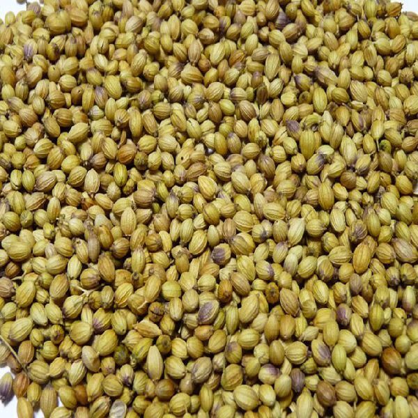 double parrot coriander seed