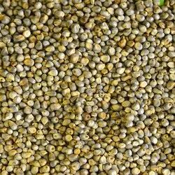 Green MILLET,green millet, for Gluten Free, Certification : qss, sgs