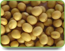 Common Soya Beans Seeds
