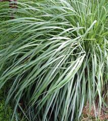Citronella java oil, Color : Colorless to pale yellow