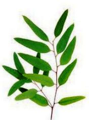 Ayuroma Centre Eucalyptus Oil, Color : Colorless or pale yellow